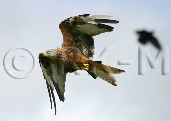 Red Kite (Milvus milvus)