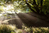 Early morning in Grinlow Wood