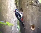Great Spotted Woodpecker (Dendrocopos major)