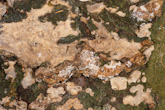 Stereum rugosum
