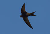 Swift (Apus apus)