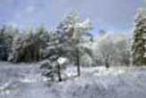 Winter in Keldy Forest, North Yorkshire