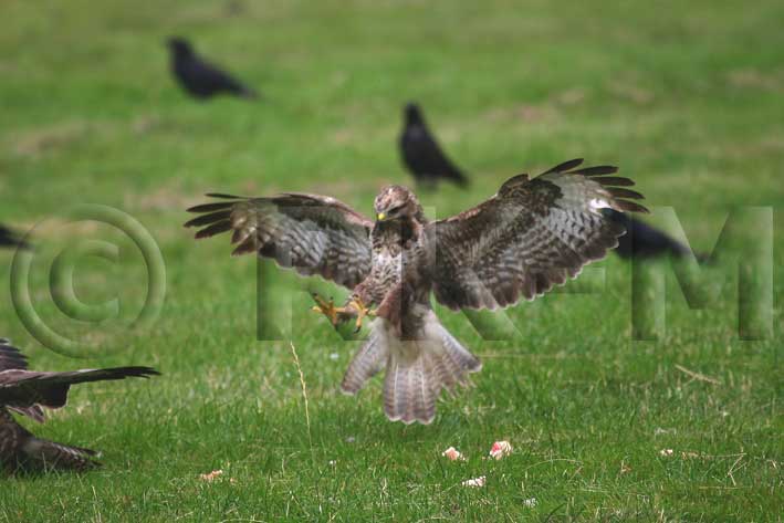 Common Buzzard (Buteo buteo)