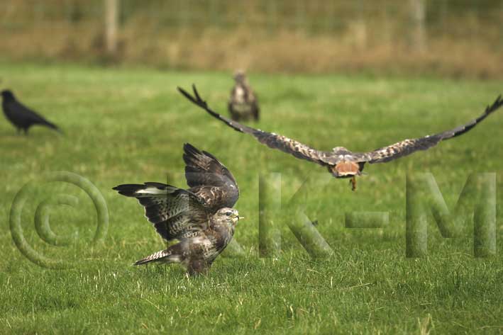 Common Buzzard (Buteo buteo)