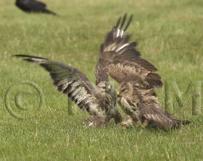 Buzzard (Buteo buteo)