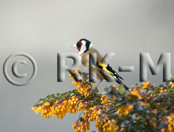 Goldfinch (Carduelis carduelis)