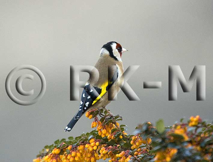 Goldfinch (Carduelis carduelis)