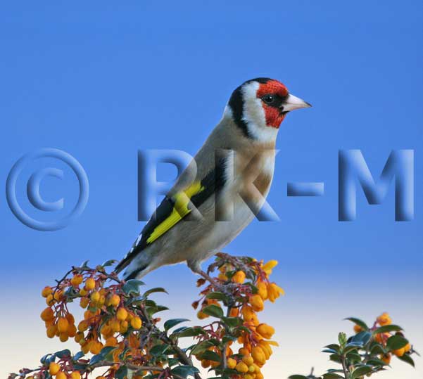 Goldfinch (Carduelis carduelis)