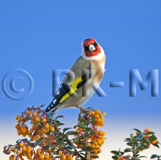Goldfinch (Carduelis carduelis)