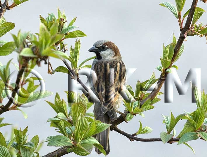 House Sparrow (Passer domesticus)