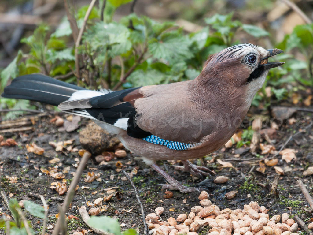 Jay (Garrulus glandarius)