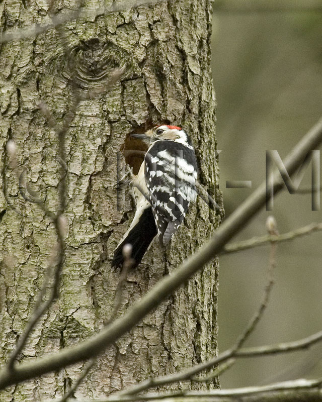 Lesser Spotted Woodpecker (Dendrocopos minor)