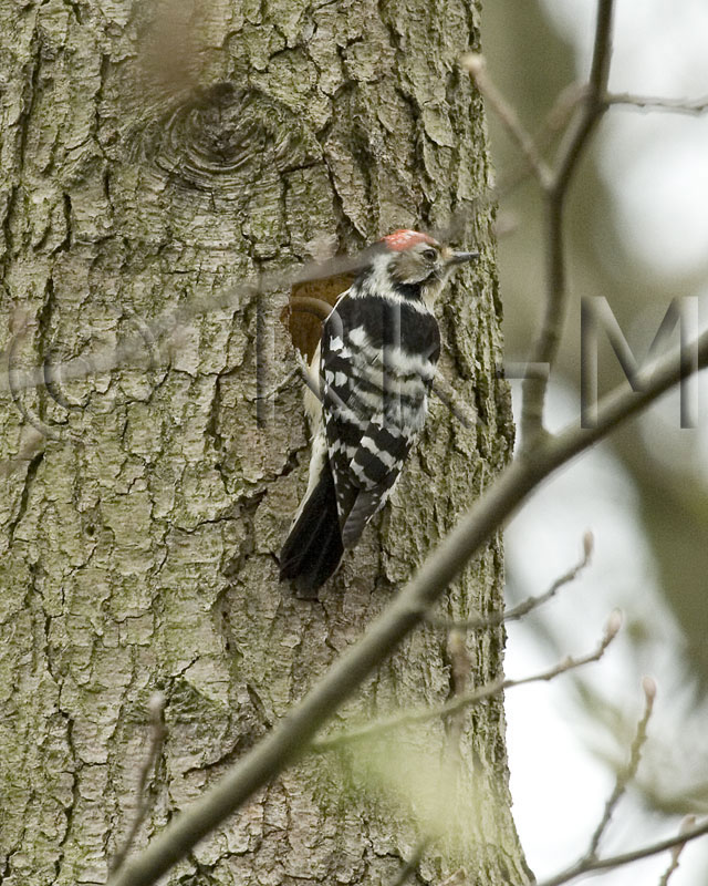 Lesser Spotted Woodpecker (Dendrocopos minor)