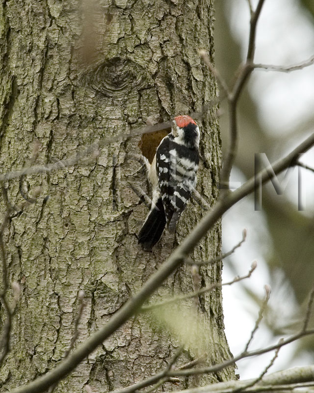 Lesser Spotted Woodpecker (Dendrocopos minor)