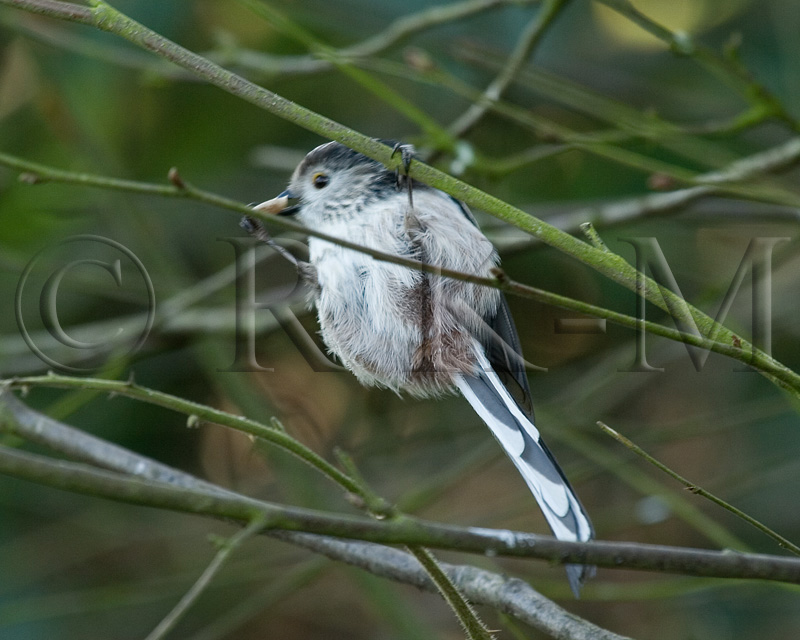 Long-tailed Tit (Aegithalos caudatus)