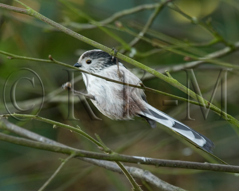Long-tailed Tit (Aegithalos caudatus)