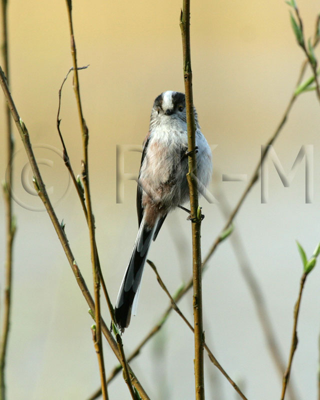 Long-tailed Tit (Aegithalos caudatus)