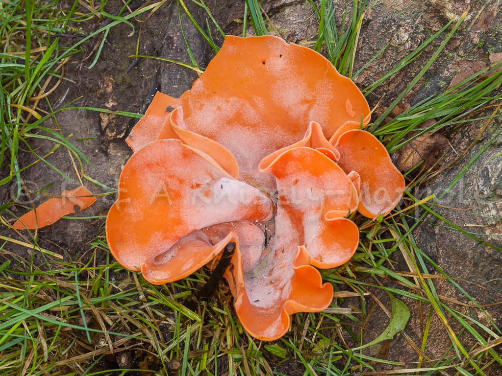 orange_peel_fungus_01.jpg