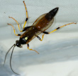 Ichneumon suspiciosus