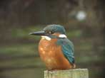 Kingfisher (Alcedo atthis)