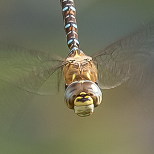 Dragonflies