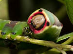 Puss Moth larva (Cerura vinula)