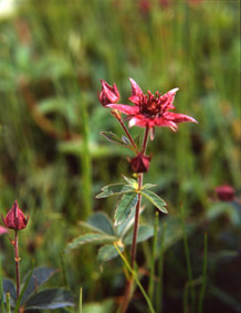 Marsh Cinquefoil (Potentilla palustris)