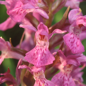 Northern Fen Orchid (Dactylorhiza purpurella)
