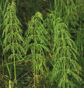 Wood Horsetail (Equisetum sylvaticum)